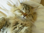 Luca1