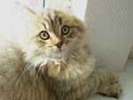 Luca2