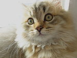 Luca3