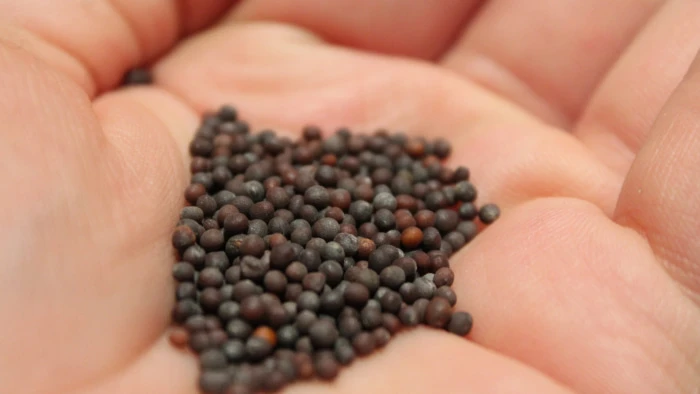 ../images/mustard_seeds_scaled_90.webp