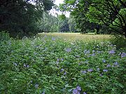 Tiergarten